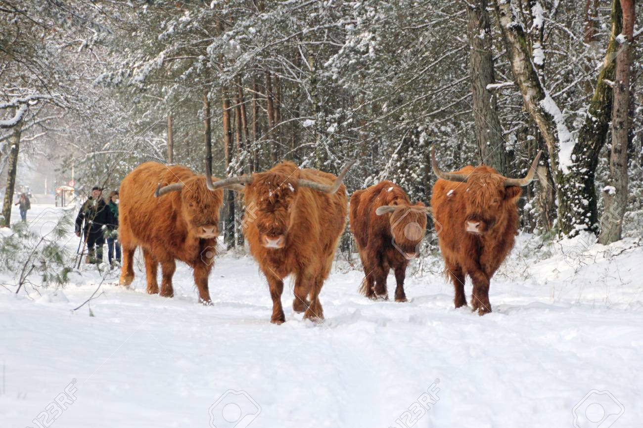 Herd Of Highland Cattle In The Snow Stock Photo Picture And Royalty Free Image Image 77875526