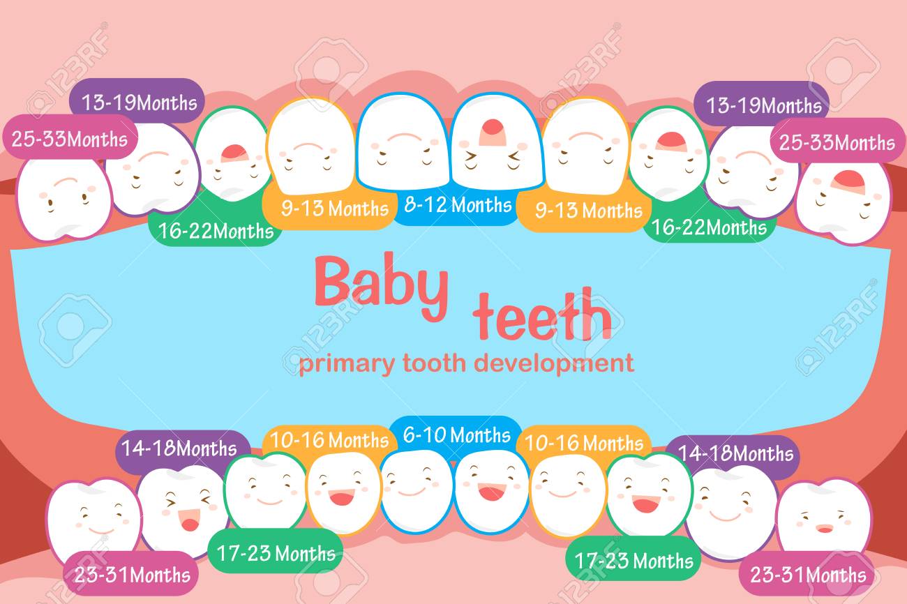 baby tooth chart royalty free cliparts vectors and stock primary tooth chart