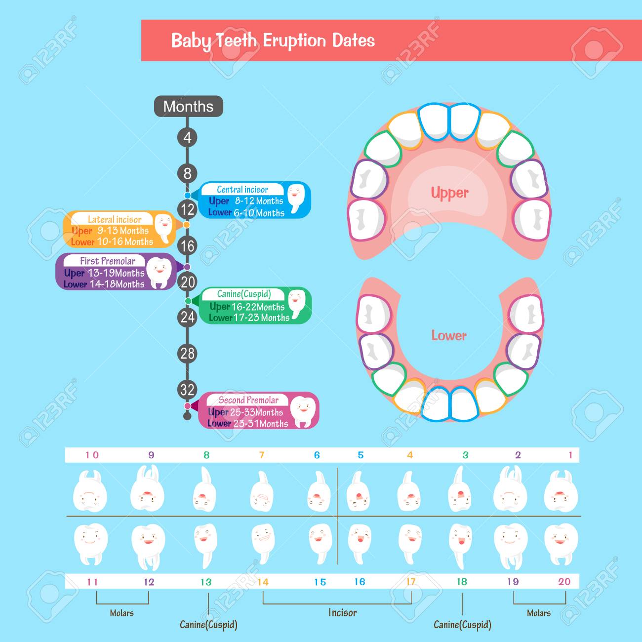 Illustration De Diagramme De Dent De Bebe Clip Art Libres De Droits Vecteurs Et Illustration Image