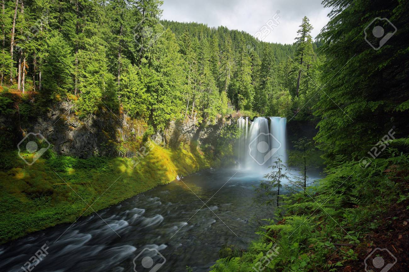 Koosah 滝は オレゴン州のマッケンジー川に 70 フィート急落滝です の写真素材 画像素材 Image