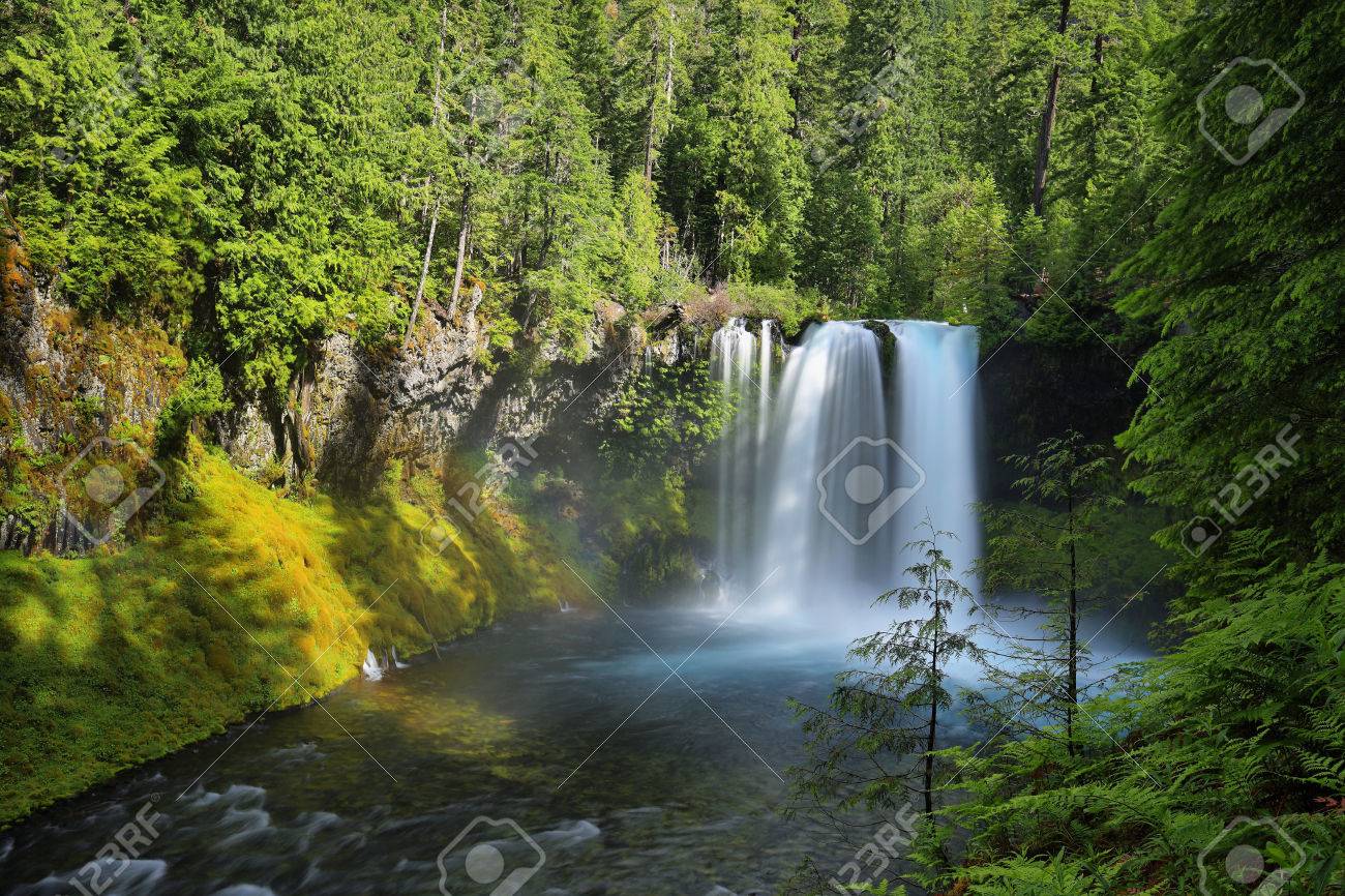 Koosah 滝は オレゴン州のマッケンジー川に 70 フィート急落滝です の写真素材 画像素材 Image