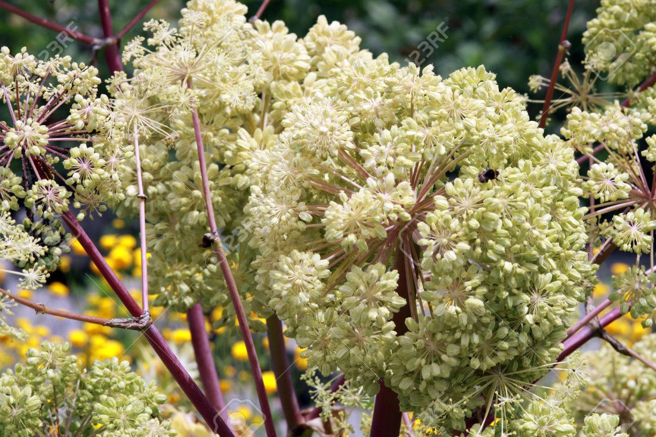 薬用アンジェリカ セイヨウトウキ の写真素材 画像素材 Image