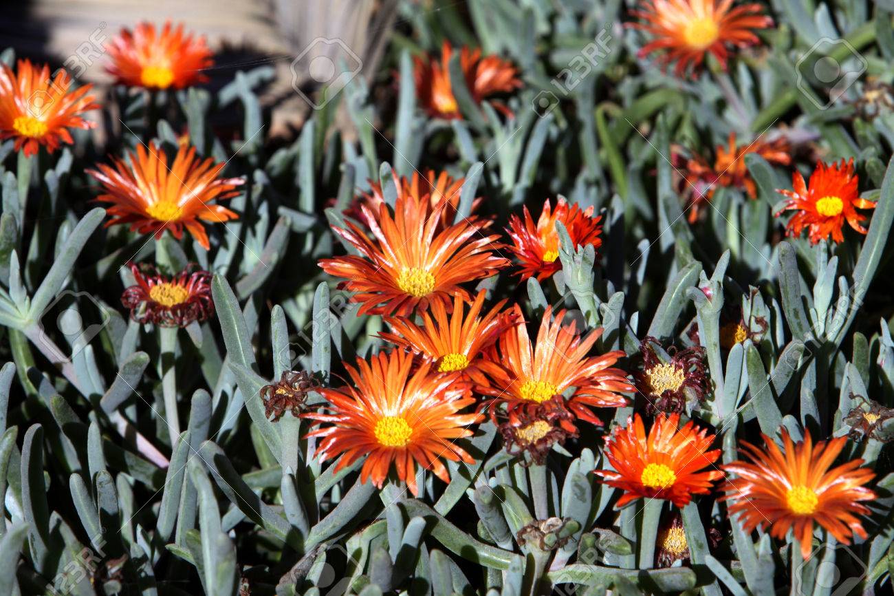 アイス プラント Malephora Purpureo 平成 21 Malephora Purpureocrocea Malephora 咲き カナリア諸島のテネリフェ島 スペイン の写真素材 画像素材 Image