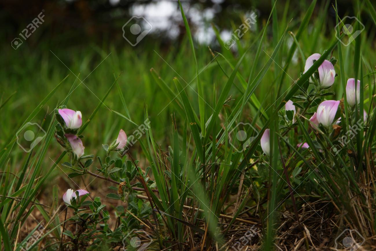 Dornige hauhechel-Ononis Spinosa