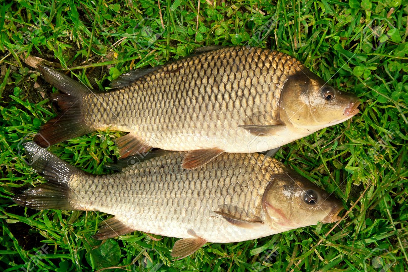 Freshwater fish Carp catch in green grass - 14538359 Freshwater fish Carp catch in green grass - 14538359