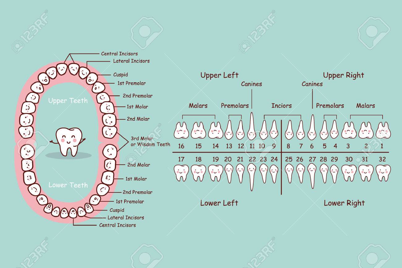 dental anatomy