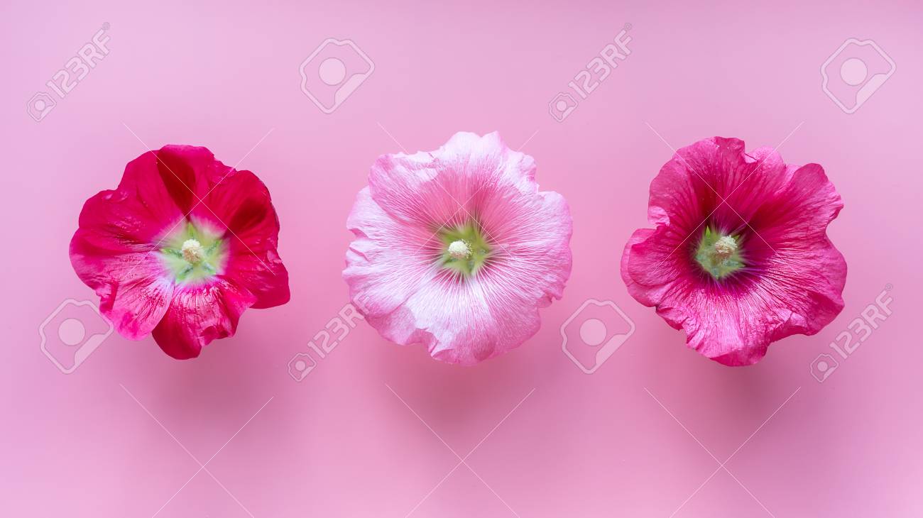 Rose Trémière Mauve Fleurs De Couleur Différente Sur Fond Rose Concept Minimal Créatif Vue De Dessus