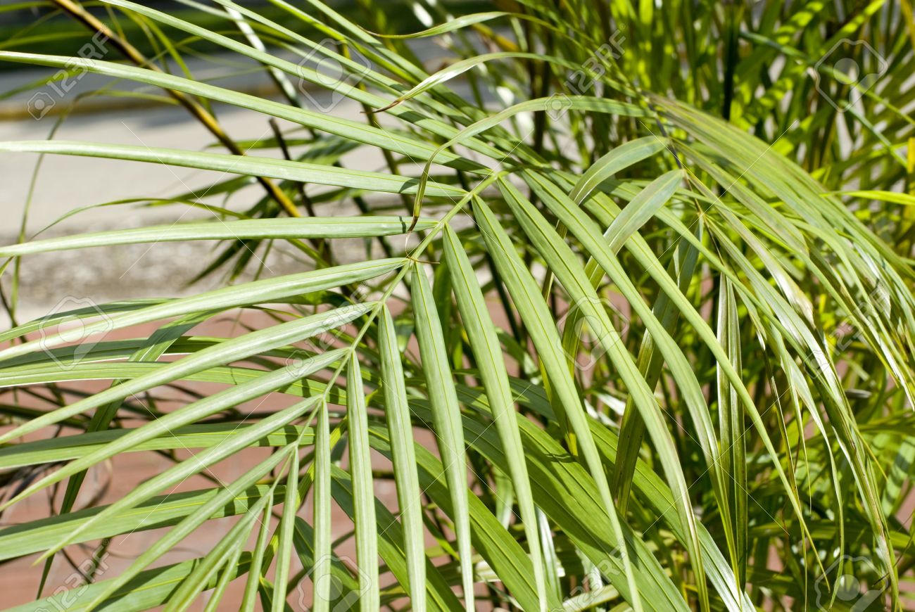 the long thin leaves