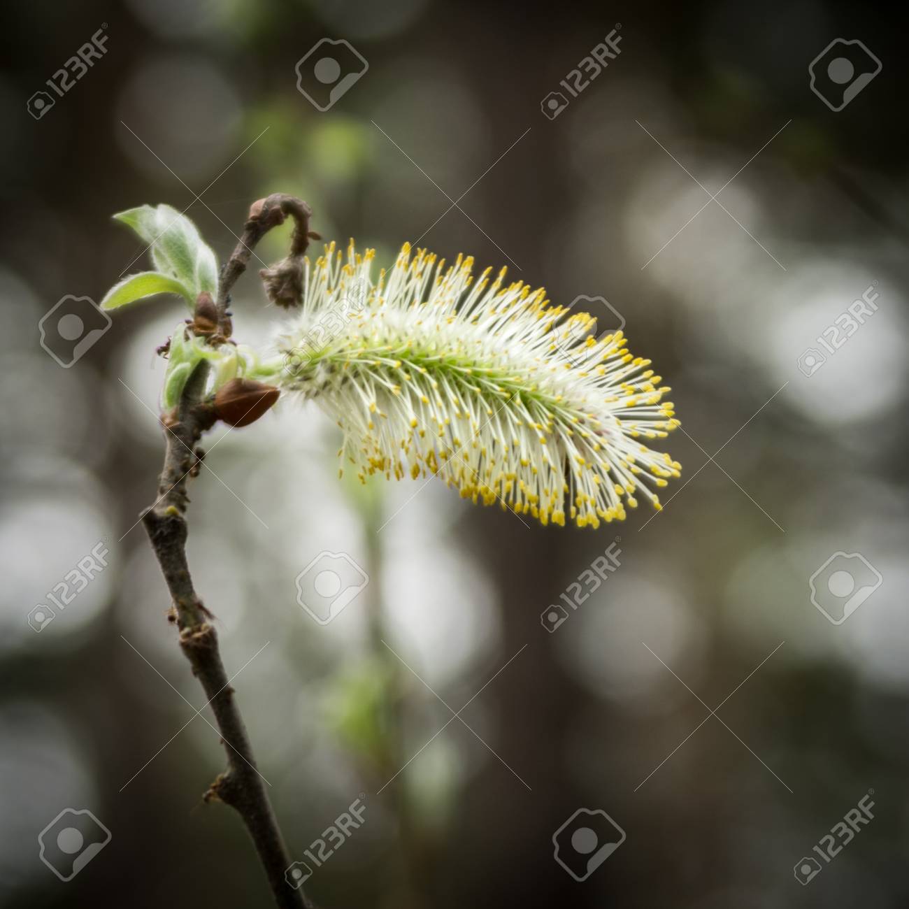 Blooming Pussy Willow (Salix) With Ants Ont The Branch Stock Photo, Picture  and Royalty Free Image. Image 109826407.