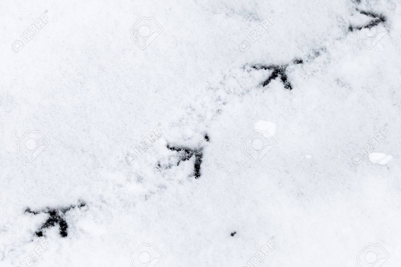 Des Traces Doiseaux Dans La Neige Poudreuse Fraîche