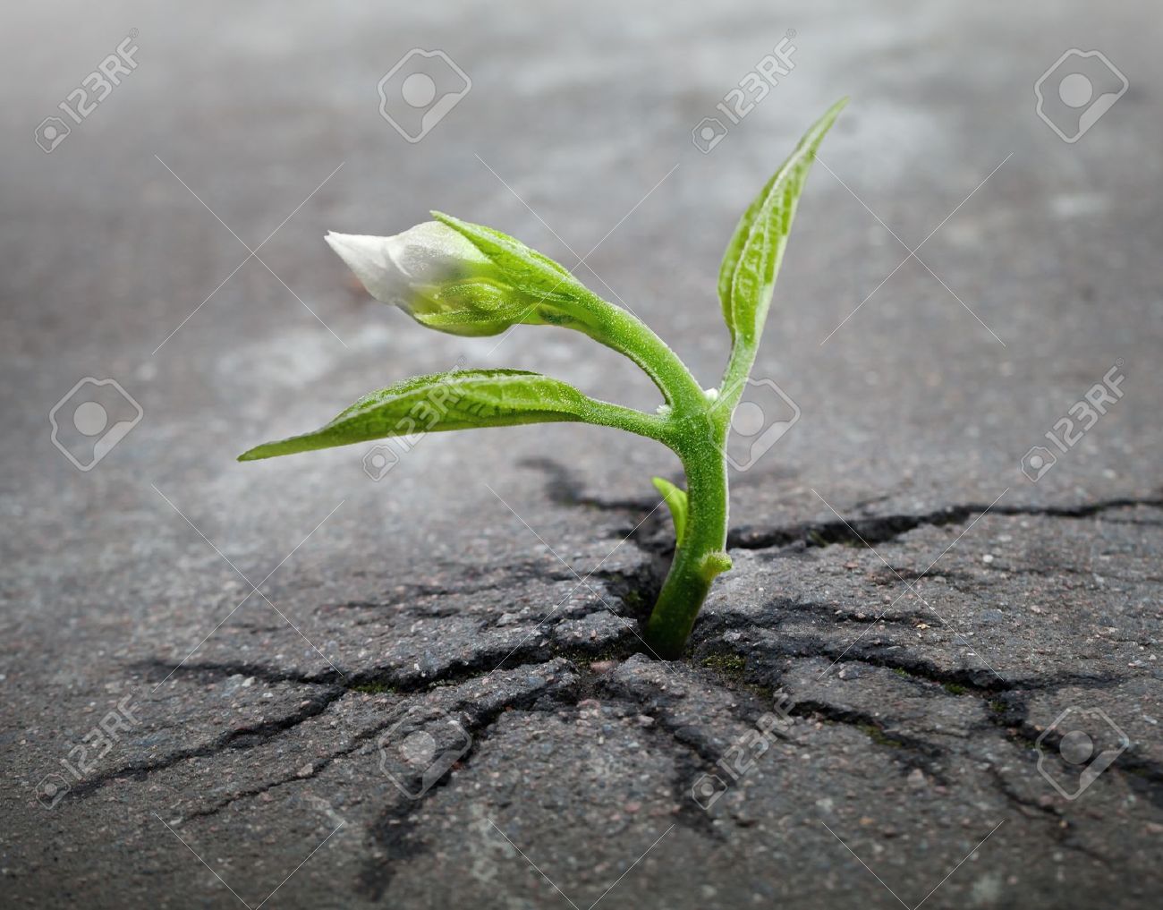 Little flower sprout grows through urban asphalt ground - 17117903 Little flower sprout grows through urban asphalt ground - 17117903