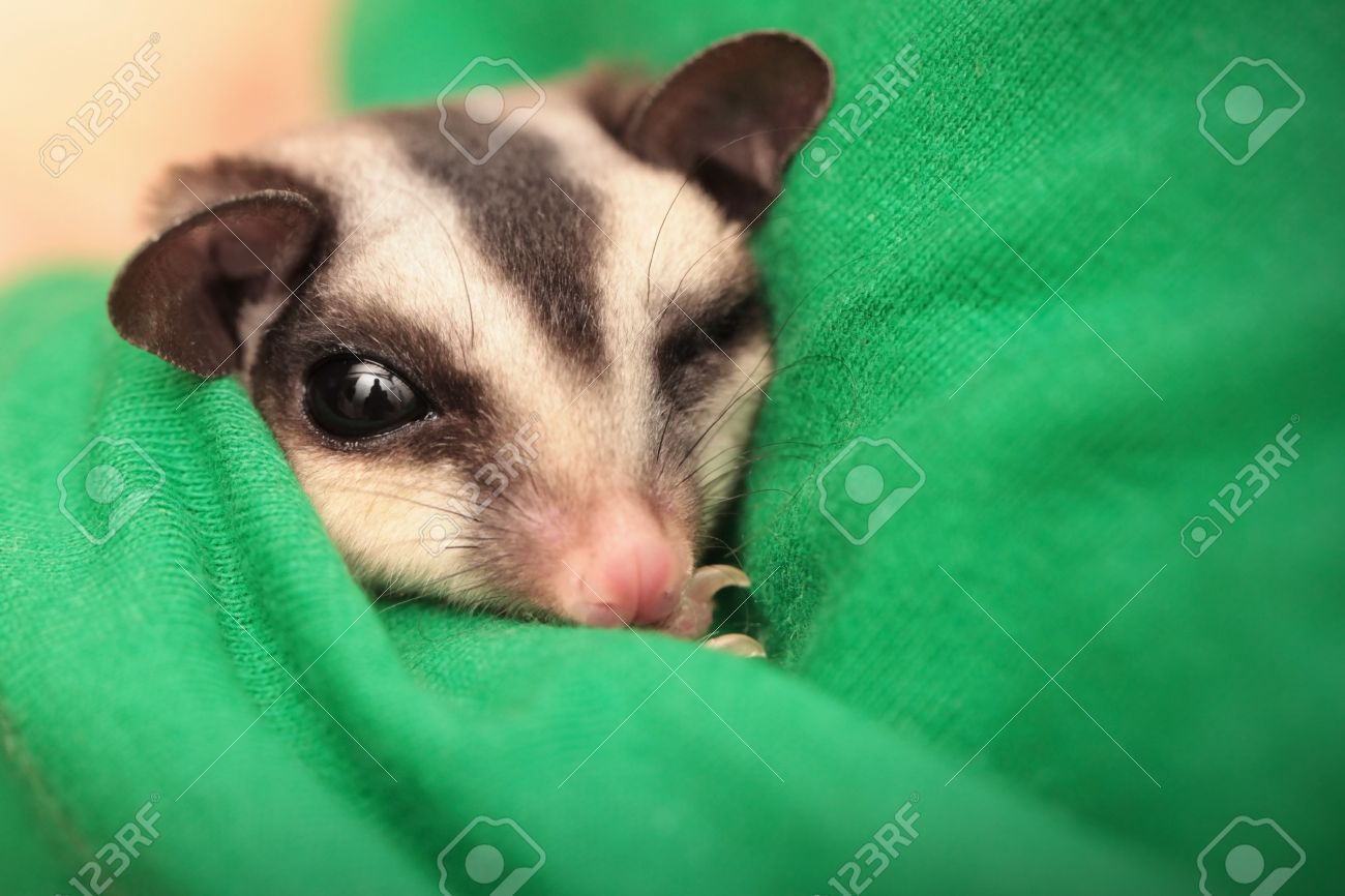 vets that treat sugar gliders near me