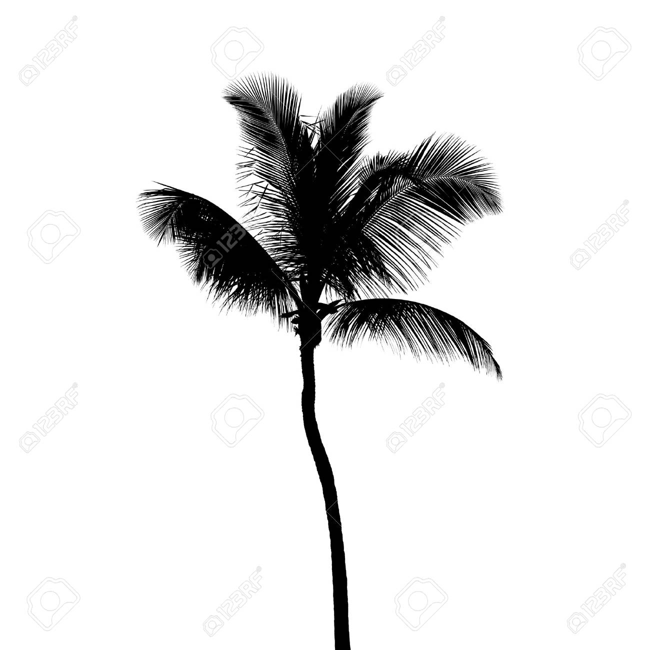Silhouette Noire De Cocotier Isole Sur Fond Blanc Banque D Images Et Photos Libres De Droits Image