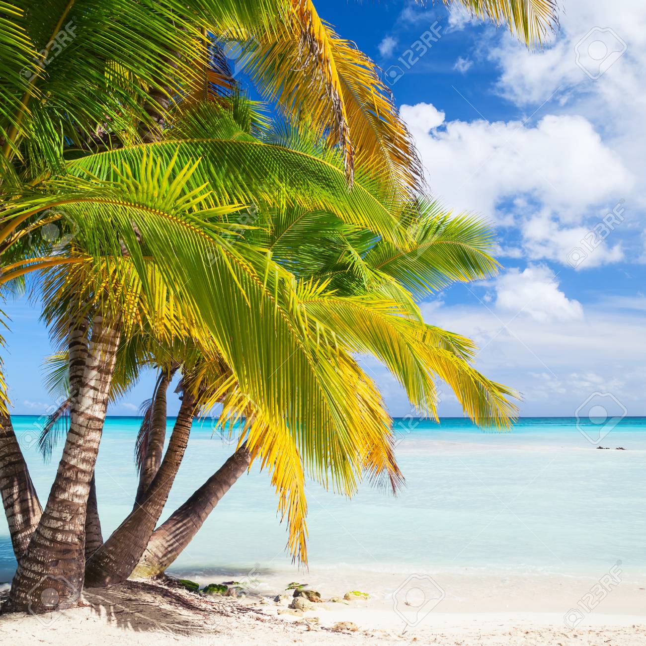 Les Cocotiers Poussent Sur Une Plage De Sable Blanc Cote De La Mer Des Caraibes Republique Dominicaine Ile De Saona Photo D Arriere Plan Carre Naturel Banque D Images Et Photos Libres De Droits Image Les Cocotiers Poussent Sur Une Plage De Sable Blanc Cote De La Mer Des Caraibes Republique Dominicaine Ile De Saona Photo D Arriere Plan Carre Naturel Banque D Images Et Photos Libres De Droits Image