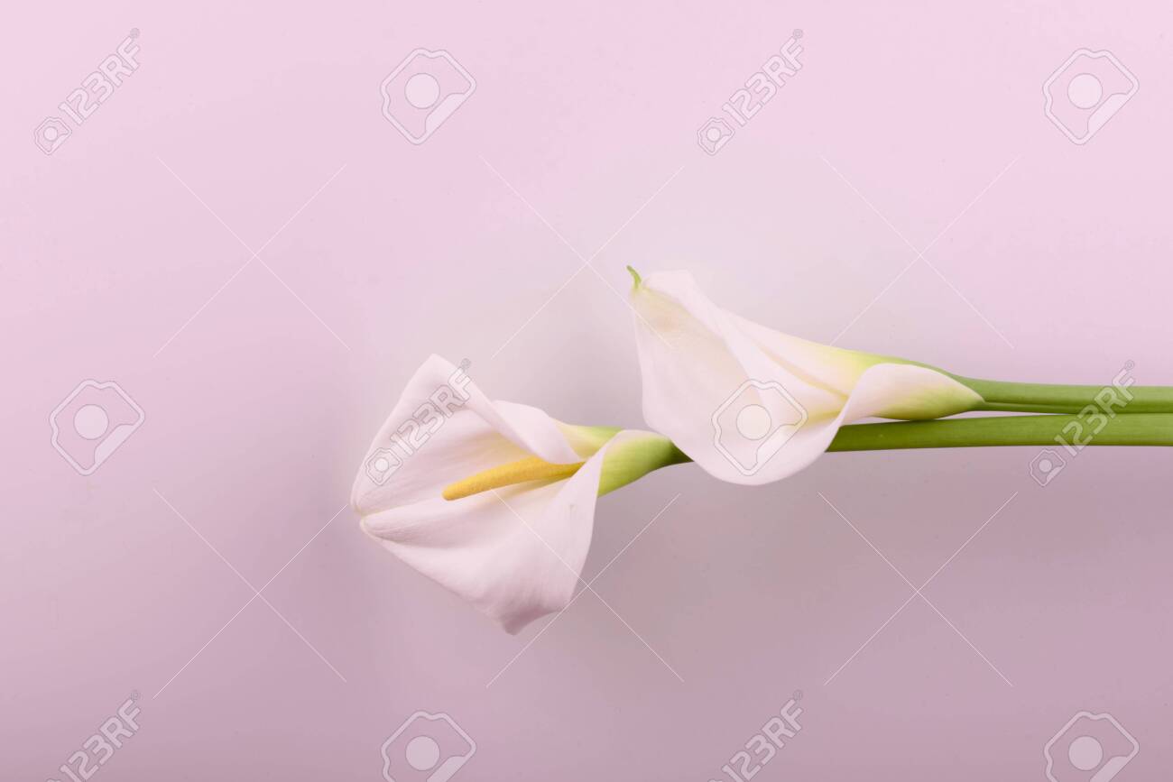 Gentle Beautiful White Callas On A Light Pink Background Stock
