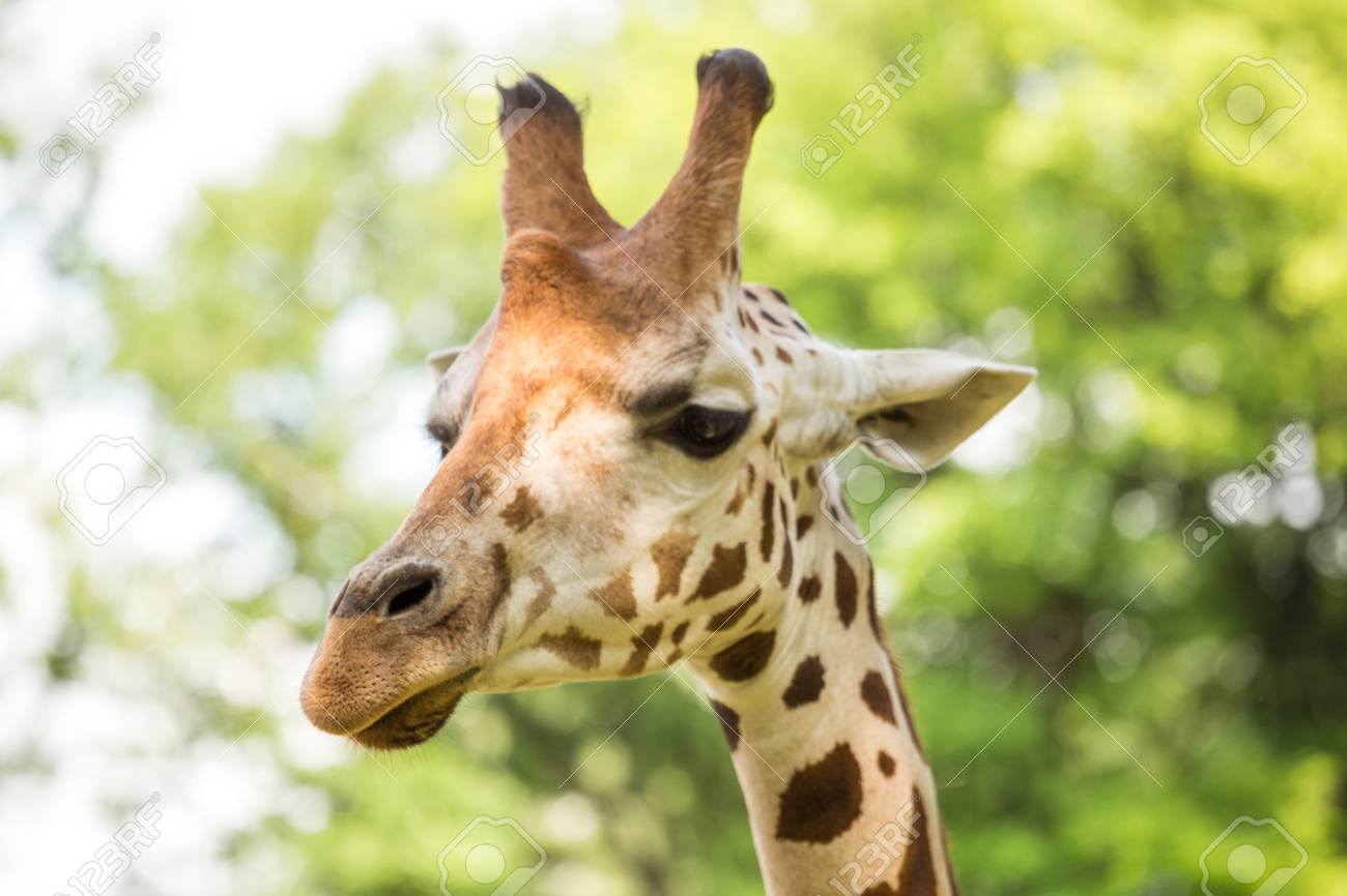 美しい かわいいキリンのクローズ アップ の写真素材 画像素材 Image