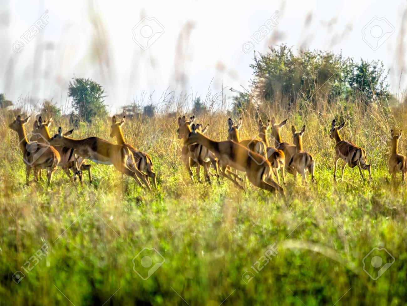 アフリカのサバンナ ナイロビ国立公園 ケニアで実行されている恐怖のインパラ アンテロープ の写真素材 画像素材 Image