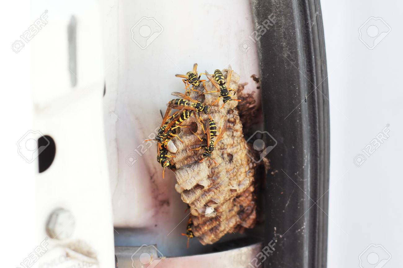 hornet s nest wasp nest in a car door stock photo picture and