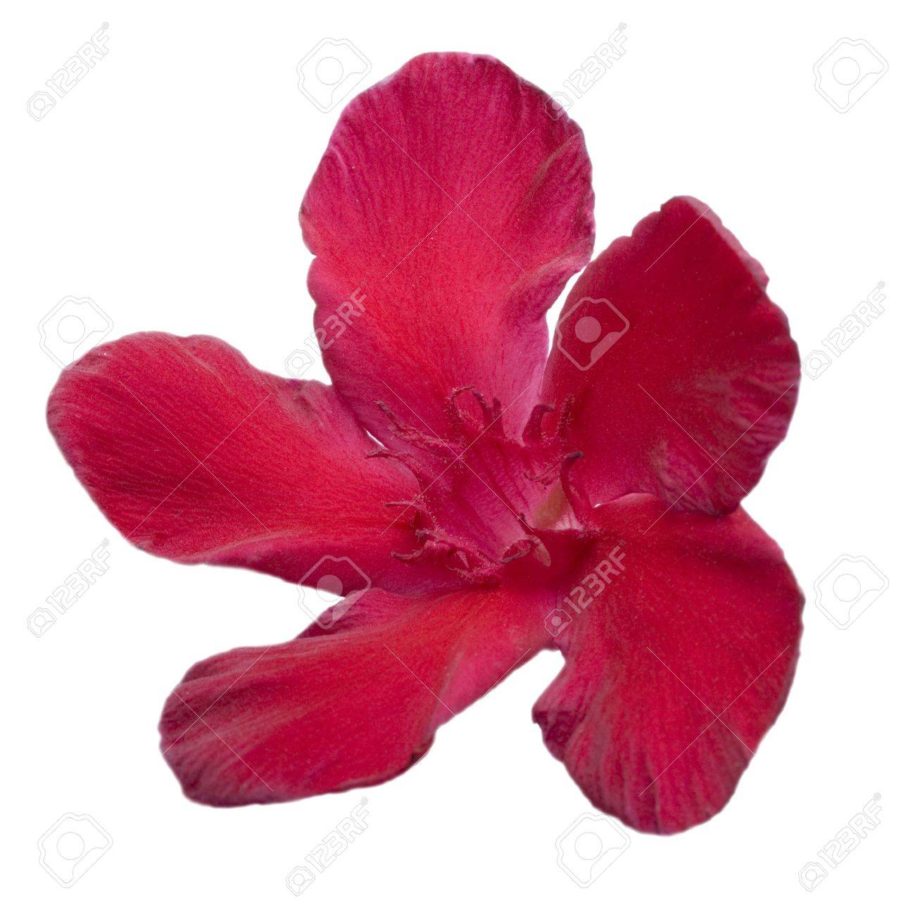 pistil Hardy pistil Hardy
