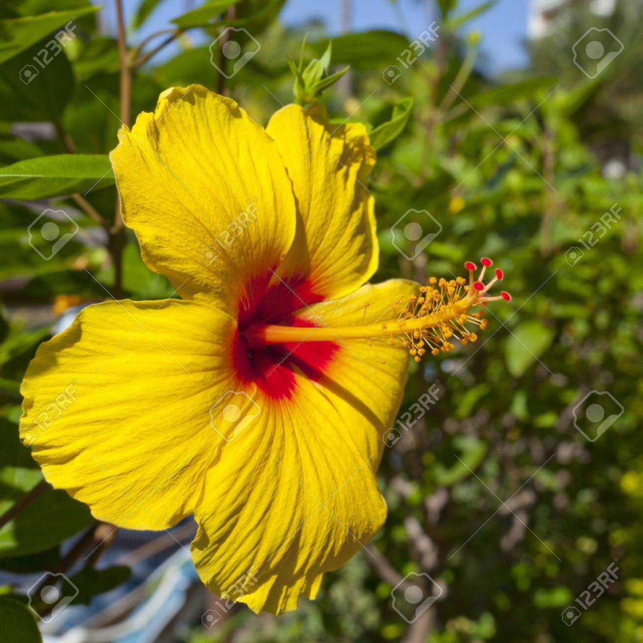 ハワイ州の公式の州花クローズ アップ の写真素材 画像素材 Image ハワイ州の公式の州花クローズ アップ の写真素材 画像素材 Image