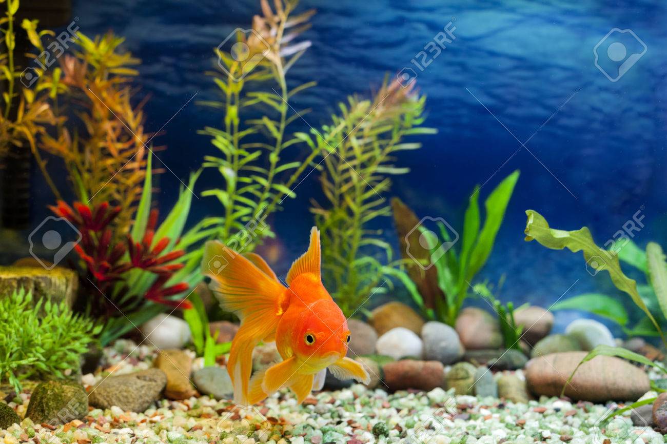 水族館ネイティブ丈夫な高級金魚 赤ファンテイル の写真素材 画像素材 Image