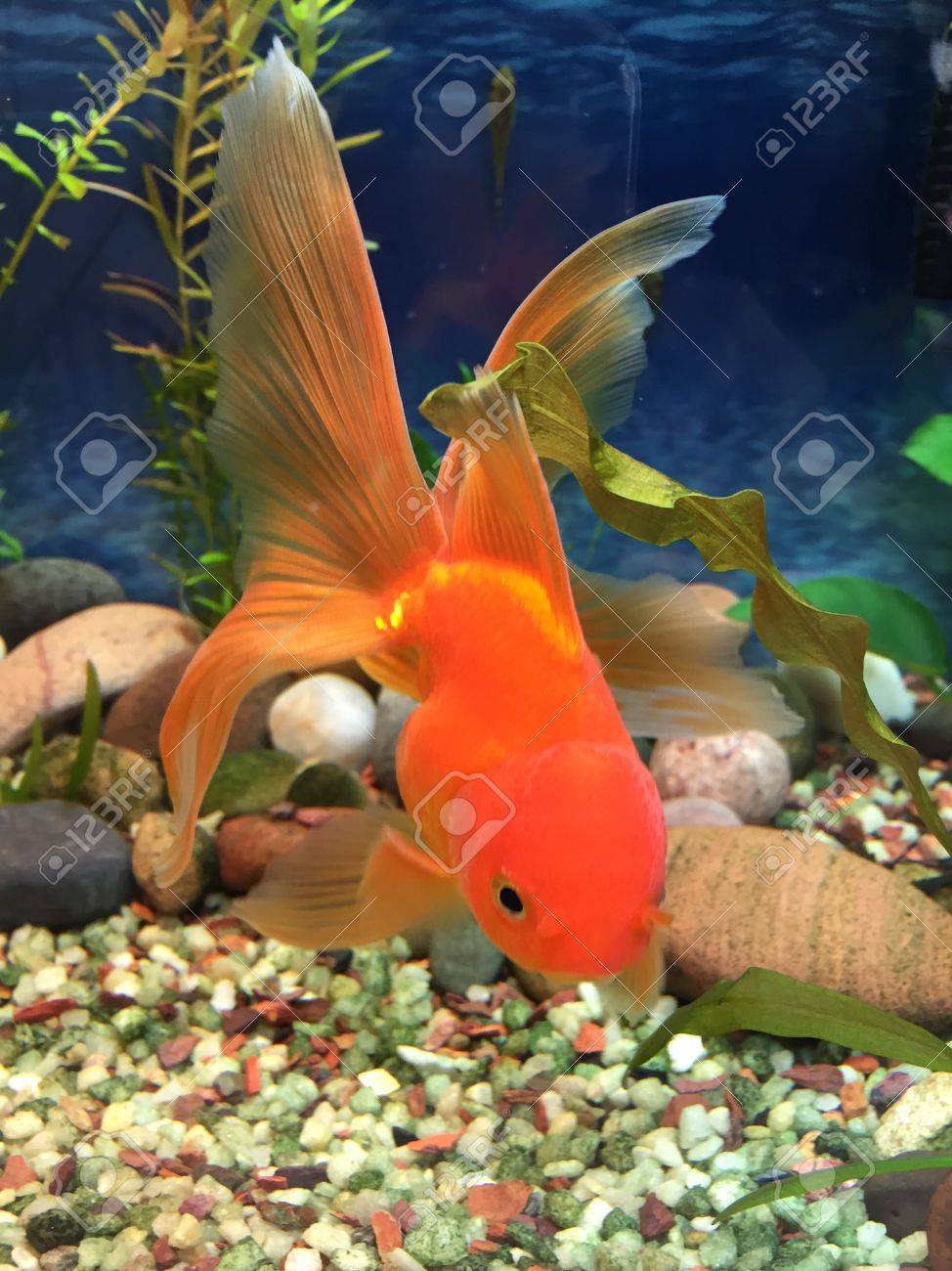 丈夫な赤いファンテイル金魚 の写真素材 画像素材 Image 丈夫な赤いファンテイル金魚 の写真素材 画像素材 Image