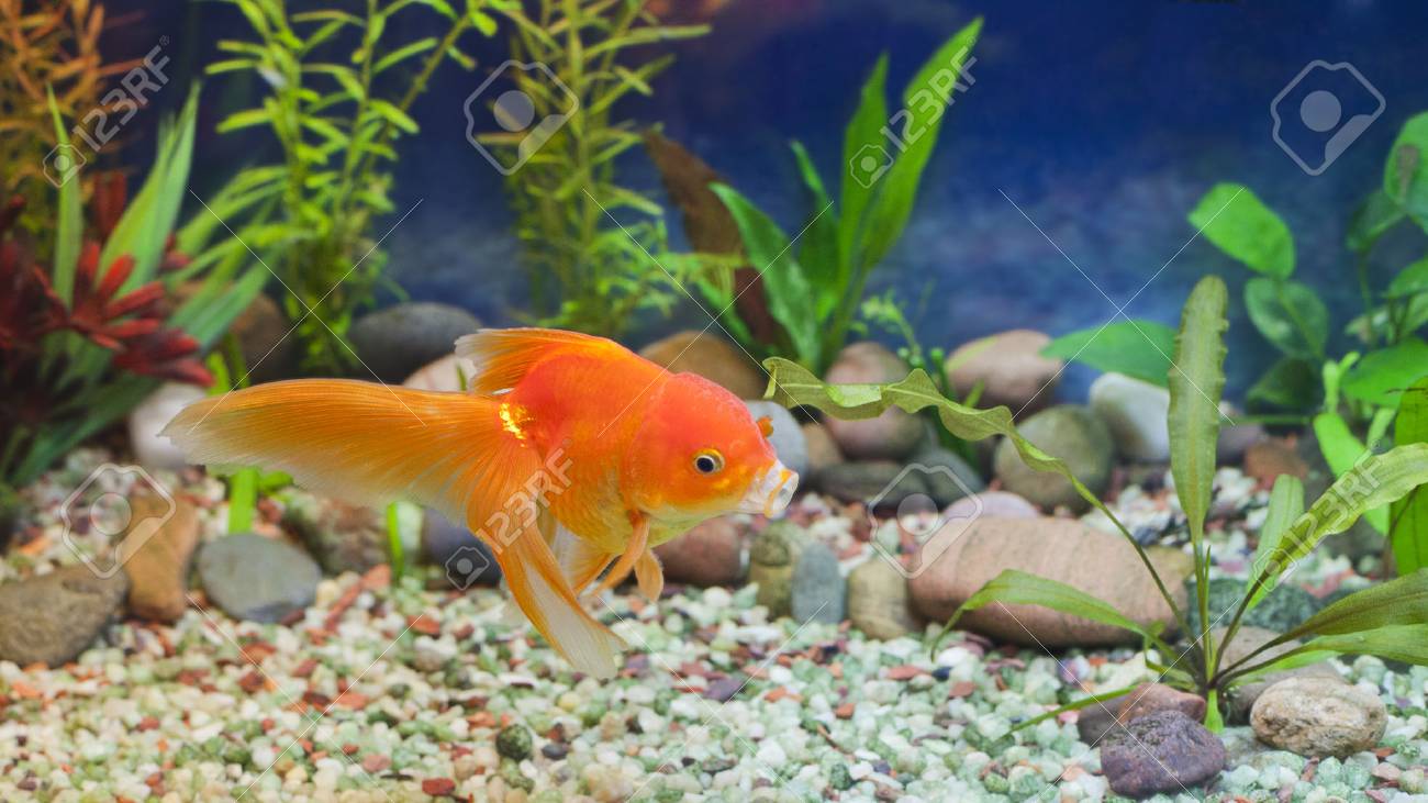 赤ファンテイル 植えられたアクアリウムの丈夫な高級金魚 の写真素材 画像素材 Image 赤ファンテイル 植えられたアクアリウムの丈夫な高級金魚 の写真素材 画像素材 Image