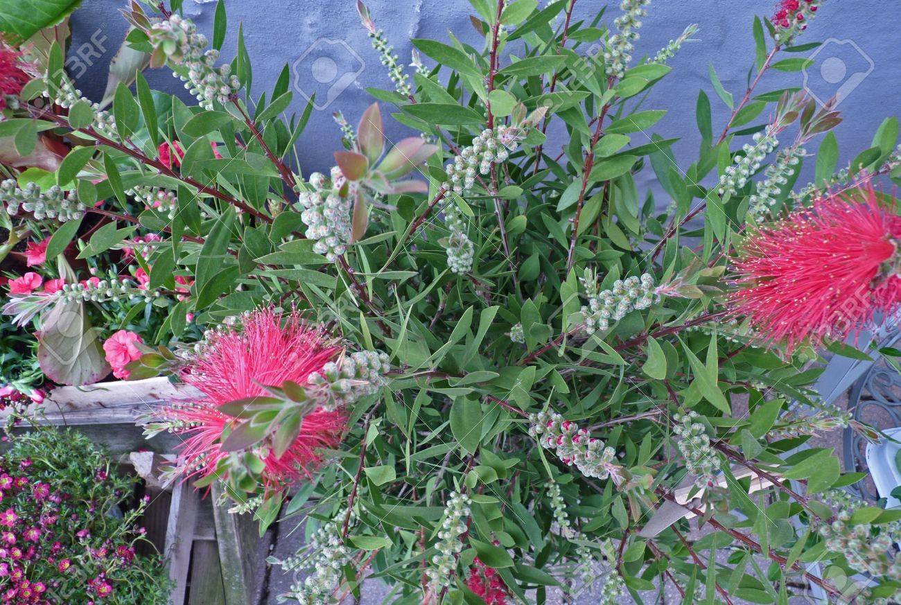 Exotische Bluten Callistemon Lizenzfreie Fotos Bilder Und Stock Fotografie Image