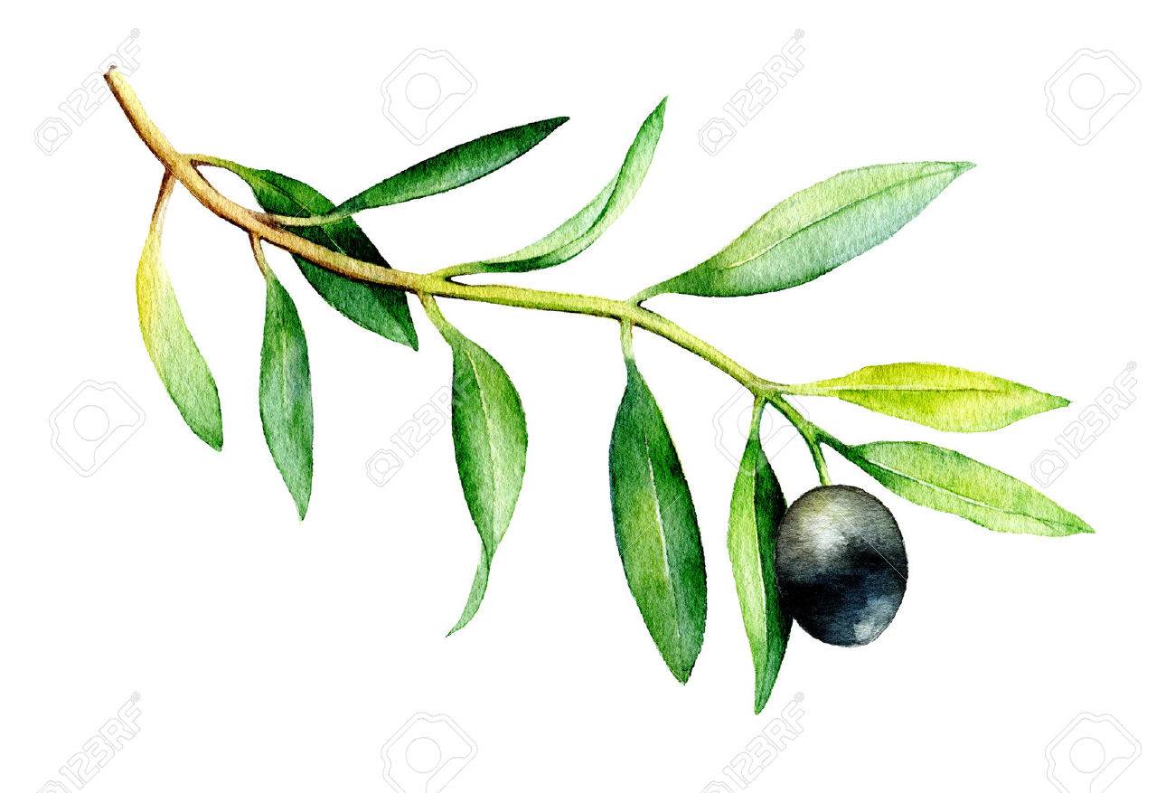 Watercolor Drawing Of Olive Branch Isolated On White Background Hand Drawn Illustration With Black Olive Stock Photo Picture And Royalty Free Image Image