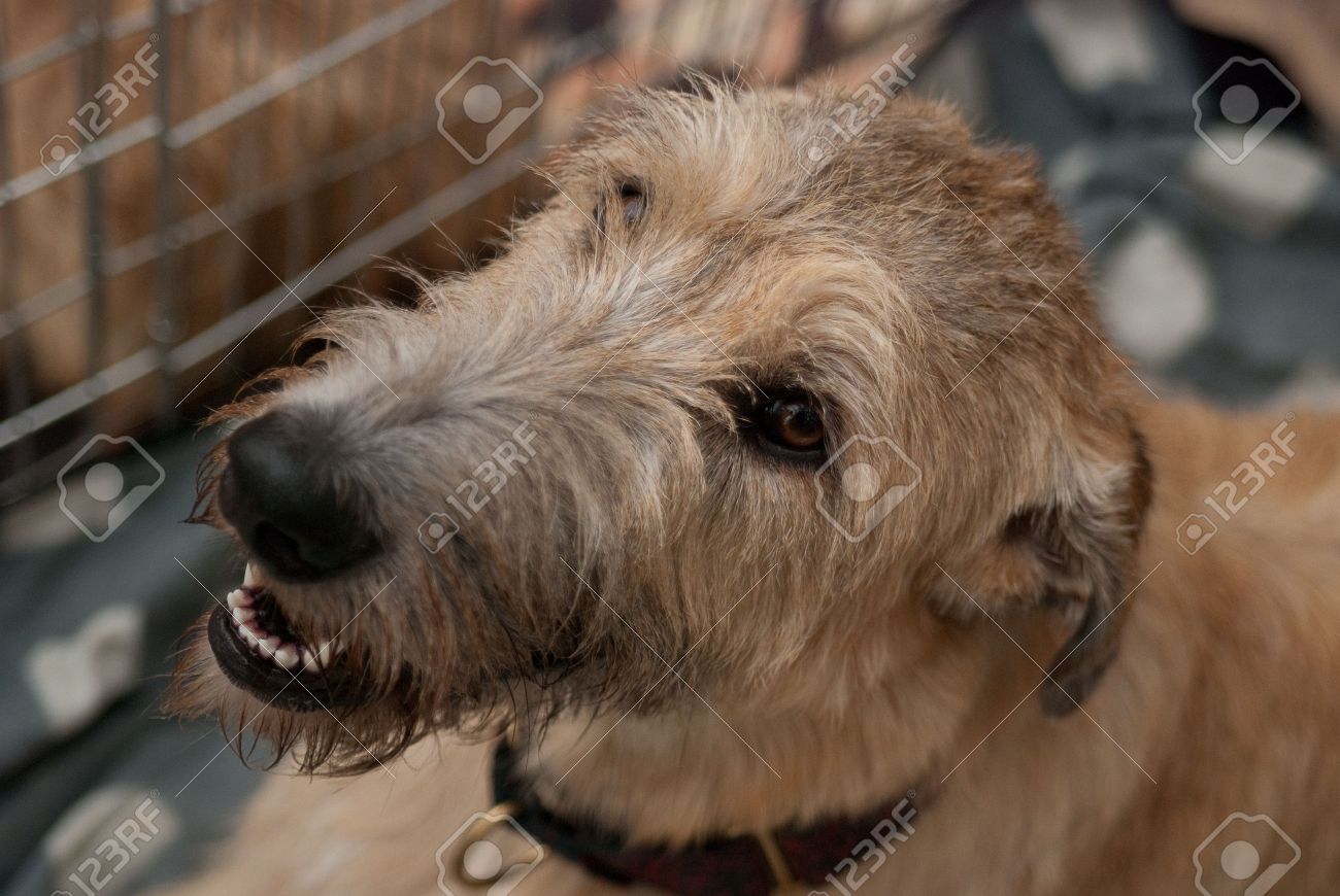 cute irish wolfhound