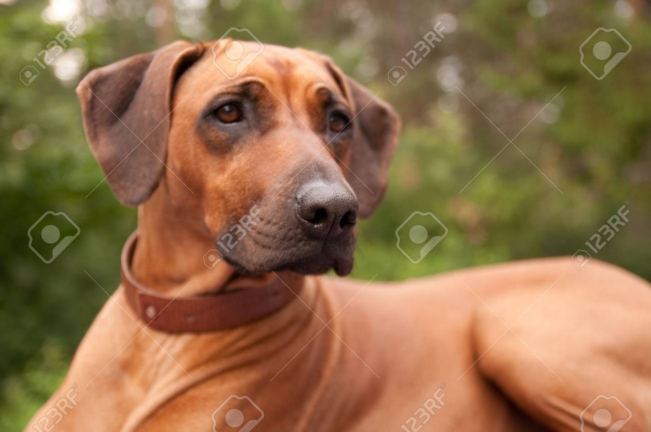 black rhodesian ridgeback