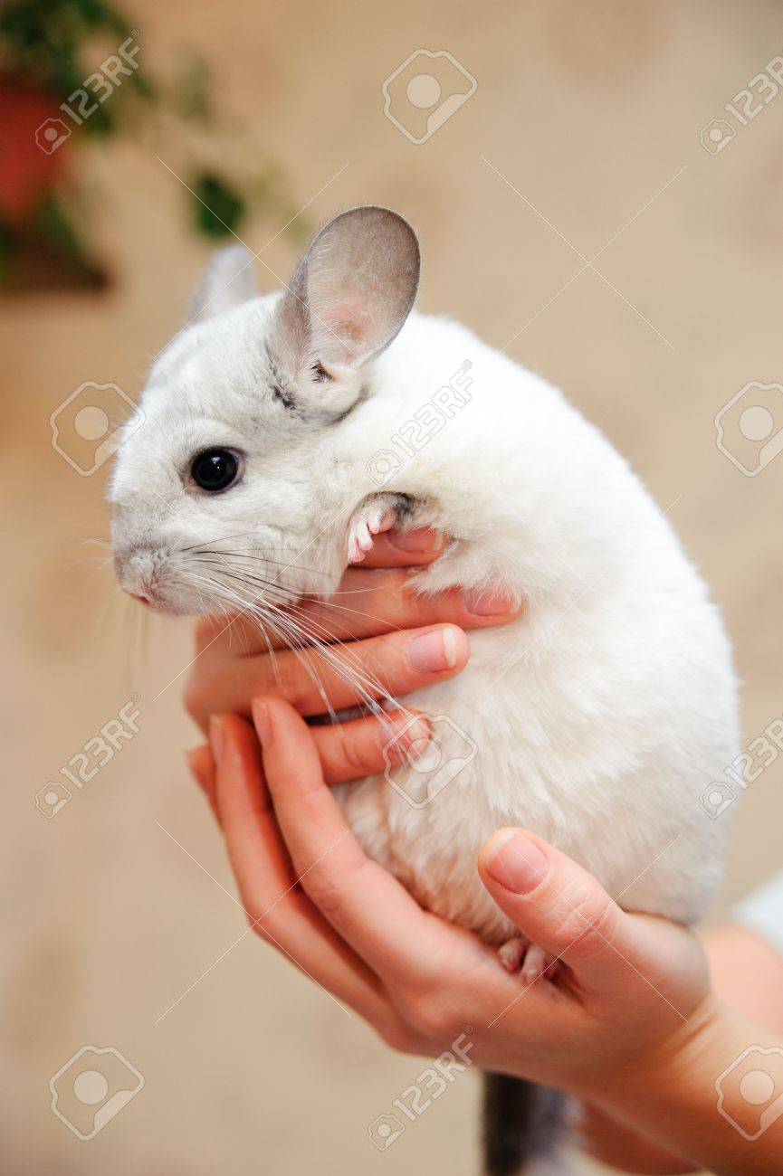 Hand Holding White Furry Chinchilla, Close-up Stock Photo, Picture and  Royalty Free Image. Image 6686413., image size:865x1300