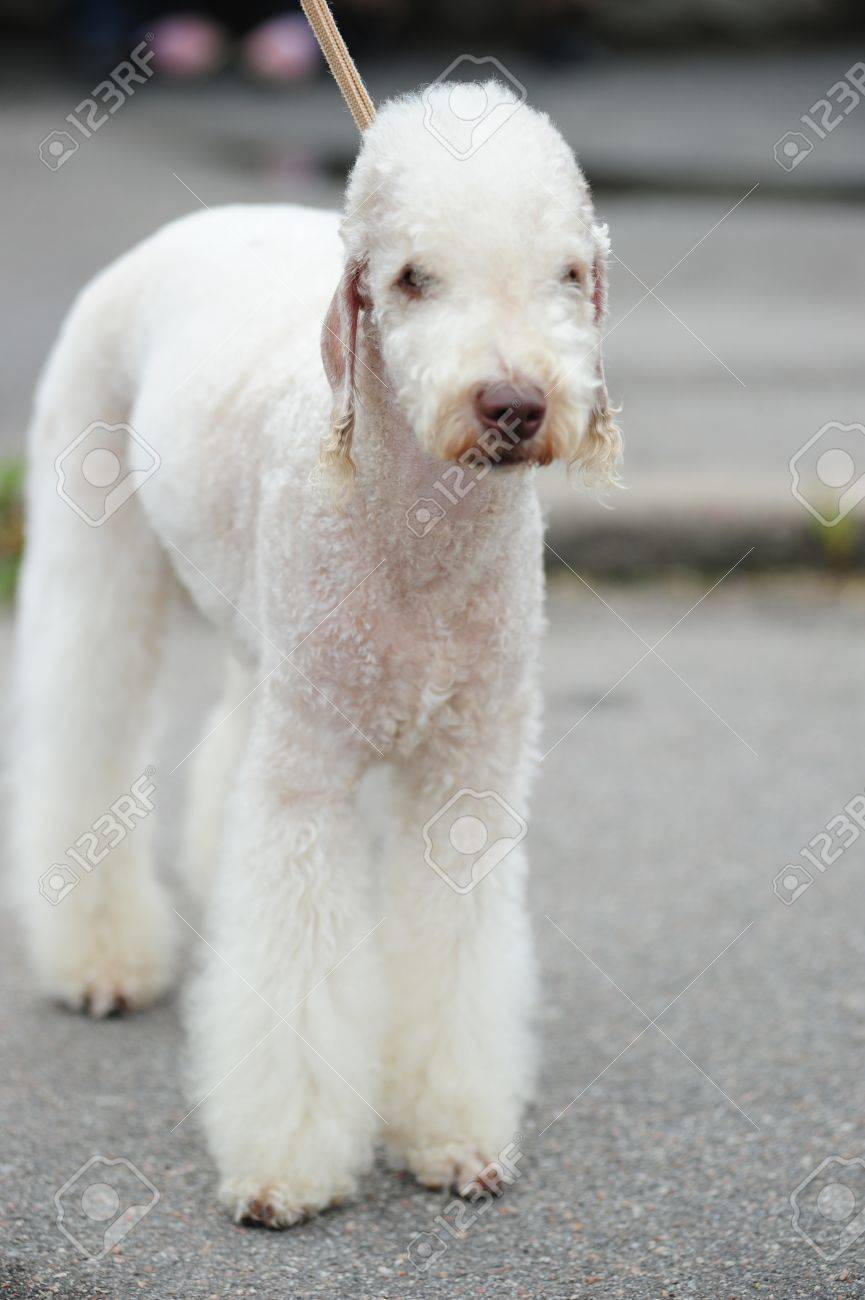 bedlington terrier teddy
