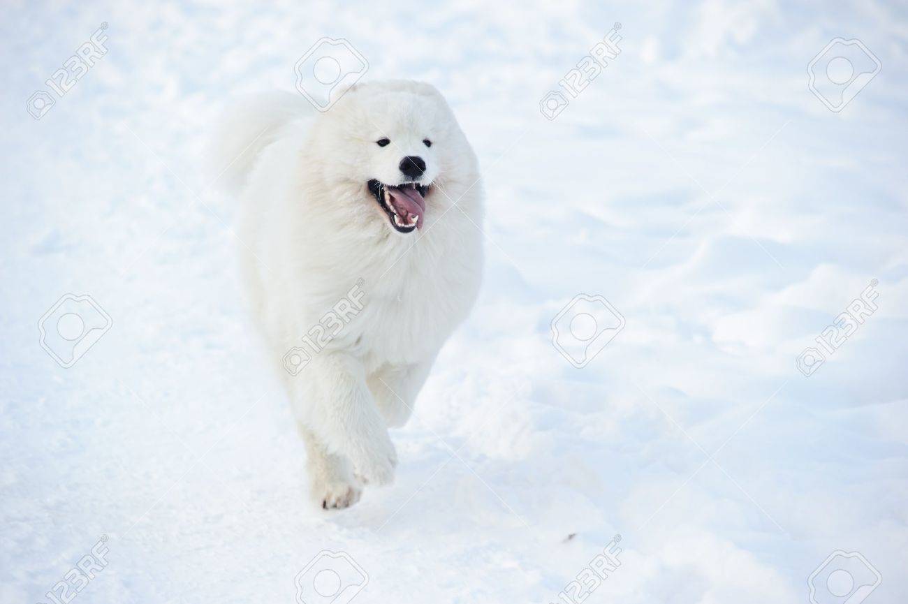 サモエド犬は雪の上 の写真素材 画像素材 Image