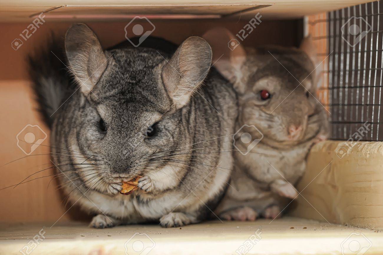 two chinchillas