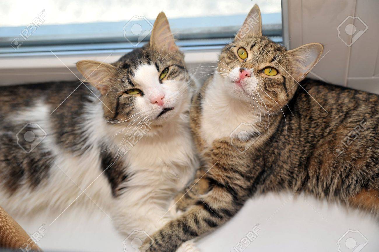 Two Cats Together Stock Photo, Picture and Royalty Free Image. Image  9216071.