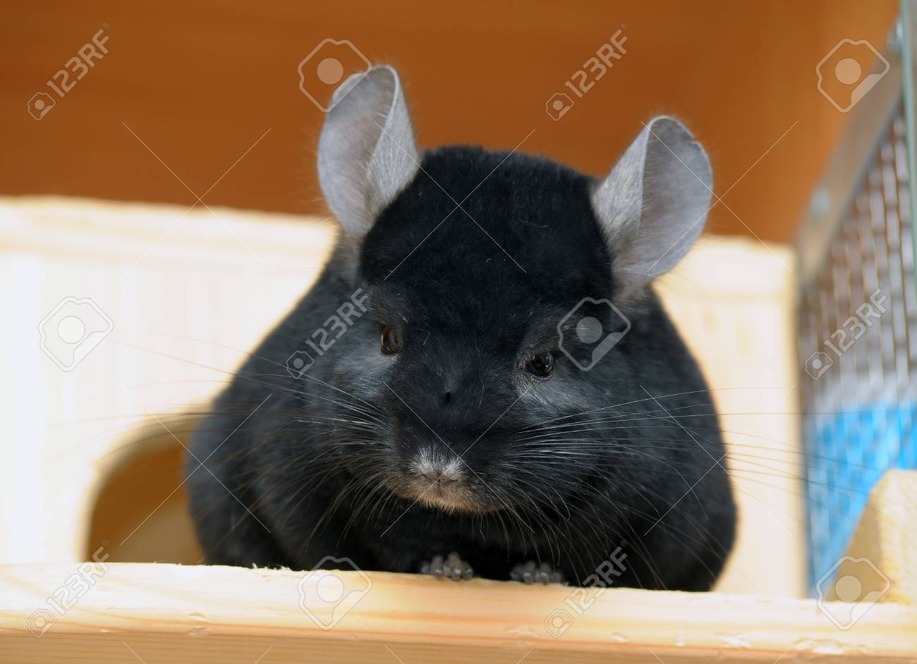 黒チンチラ の写真素材 画像素材 Image 黒チンチラ の写真素材 画像素材 Image