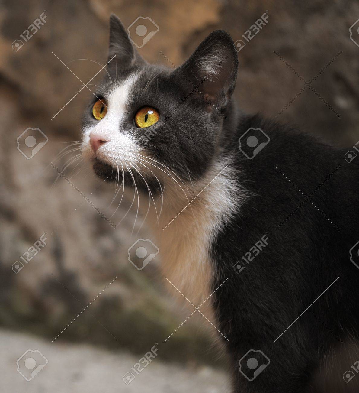 Chat Blanc Grisâtre Avec Grands Yeux Verts