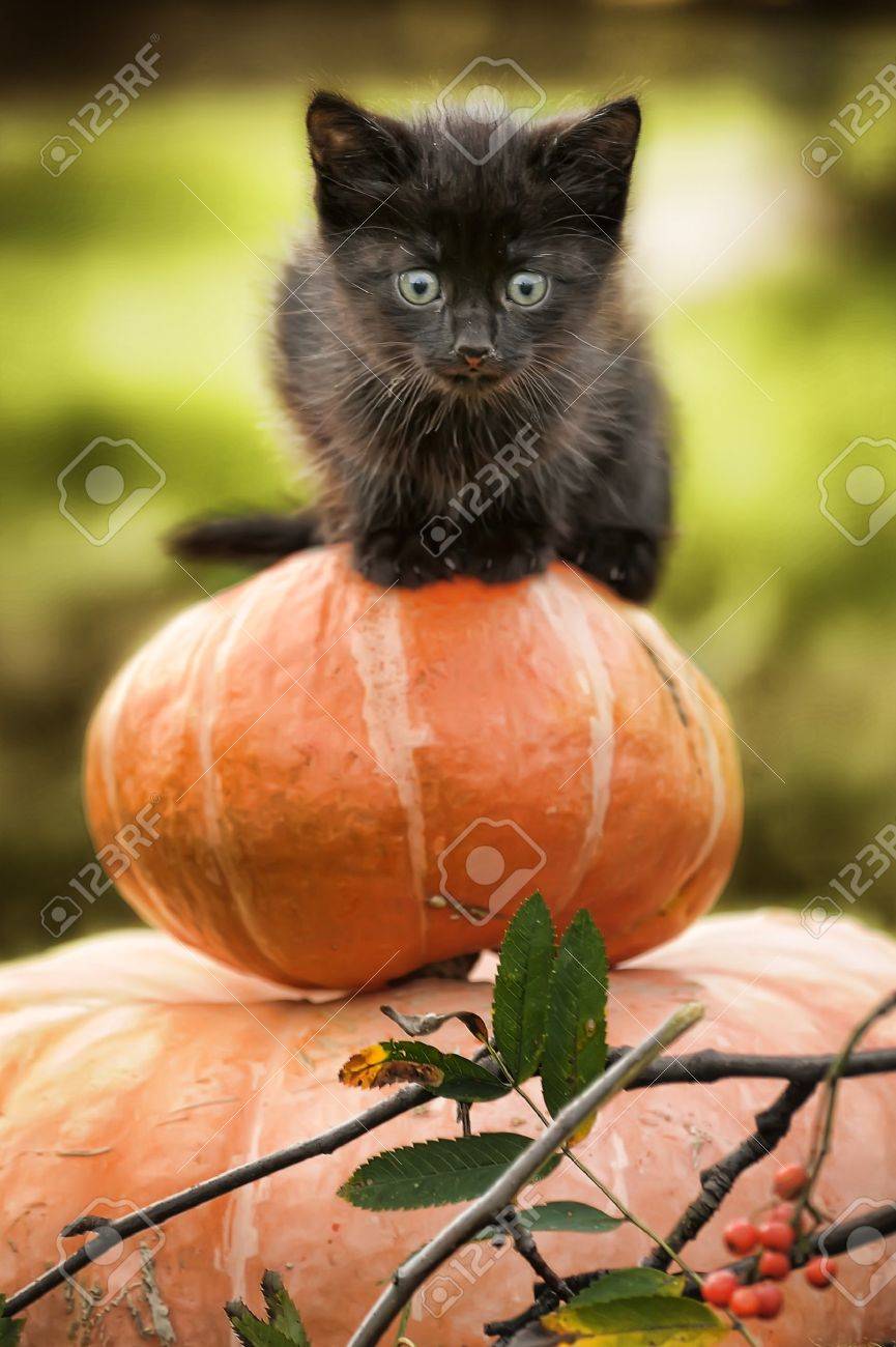 cat on pumpkin