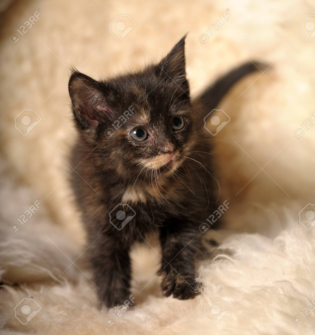 Funny Little Kitten Tortoiseshell