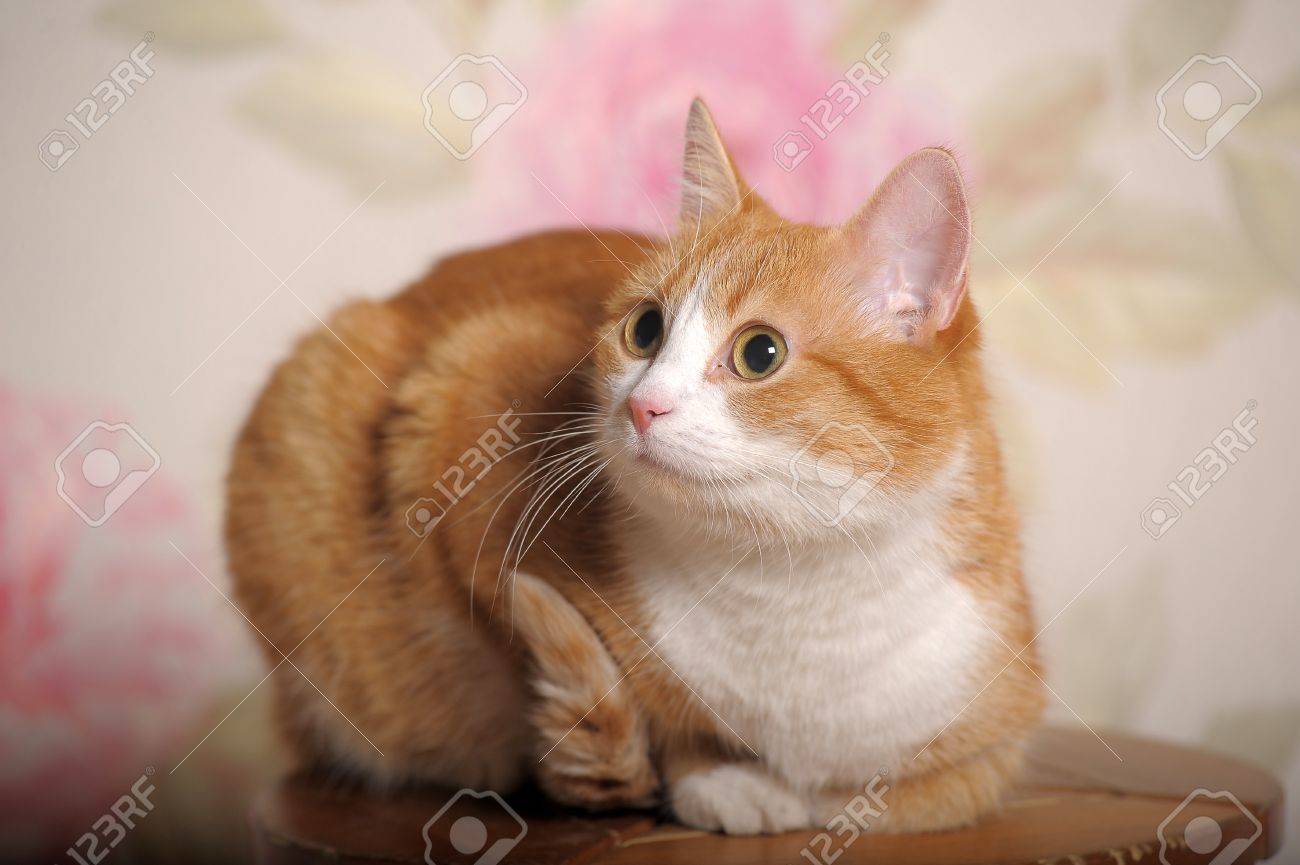 Chat Roux A La Poitrine Blanche Banque D Images Et Photos Libres De Droits Image 1146