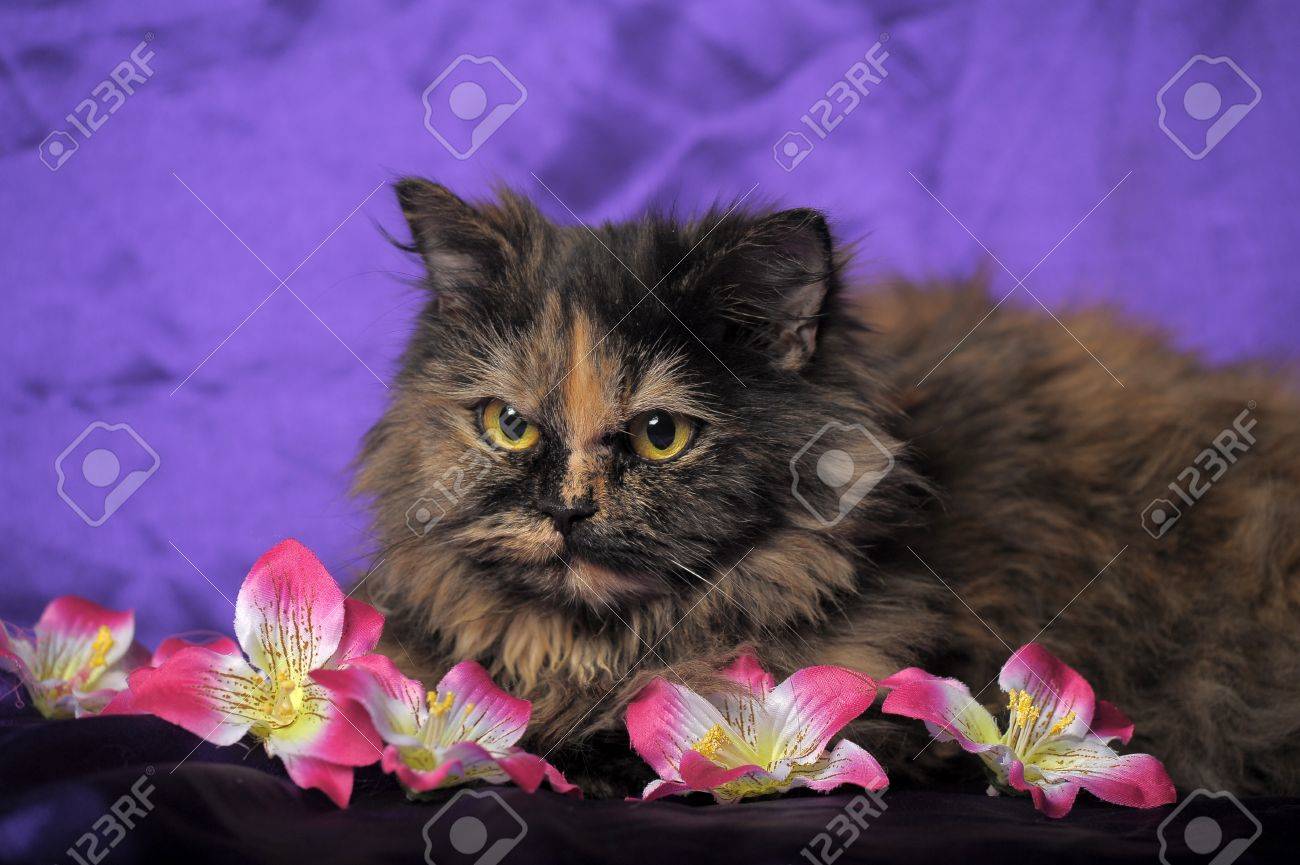 tortoiseshell persian