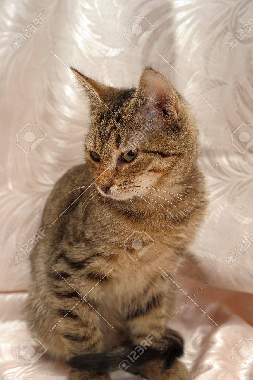 Grau Braun Tabby Katzchen 4 Monate Lizenzfreie Fotos Bilder Und Stock Fotografie Image 11787544