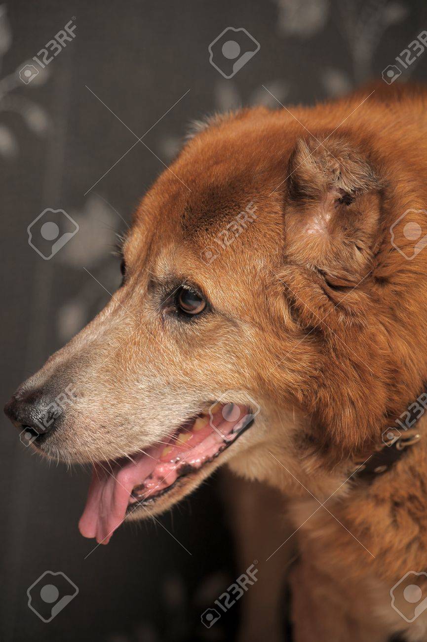 아름다운 알라 바이 중앙 아시아 양치기 개 로열티 무료 사진, 그림, 이미지 그리고 스톡포토그래피. Image 11935478