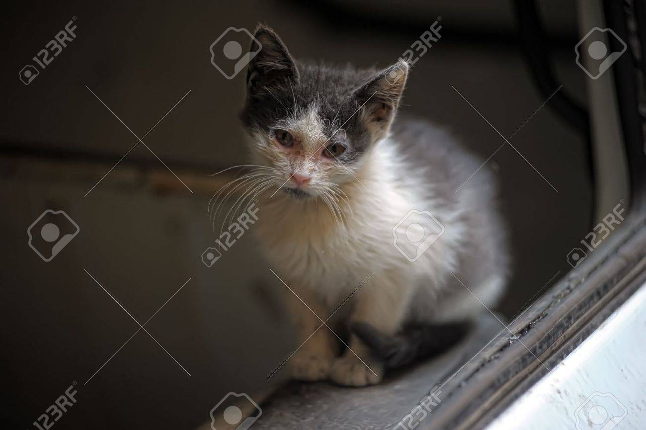 etiam-dictum-ipsum-a-felis