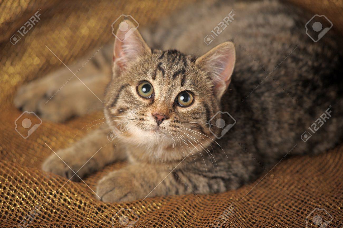 Braun Tabby Katzchen Lizenzfreie Fotos Bilder Und Stock Fotografie Image 12052968