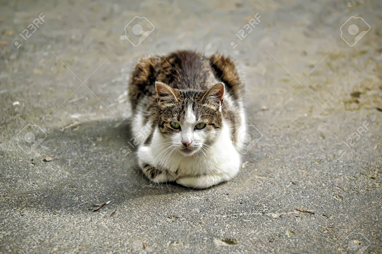 etiam-dictum-ipsum-a-felis