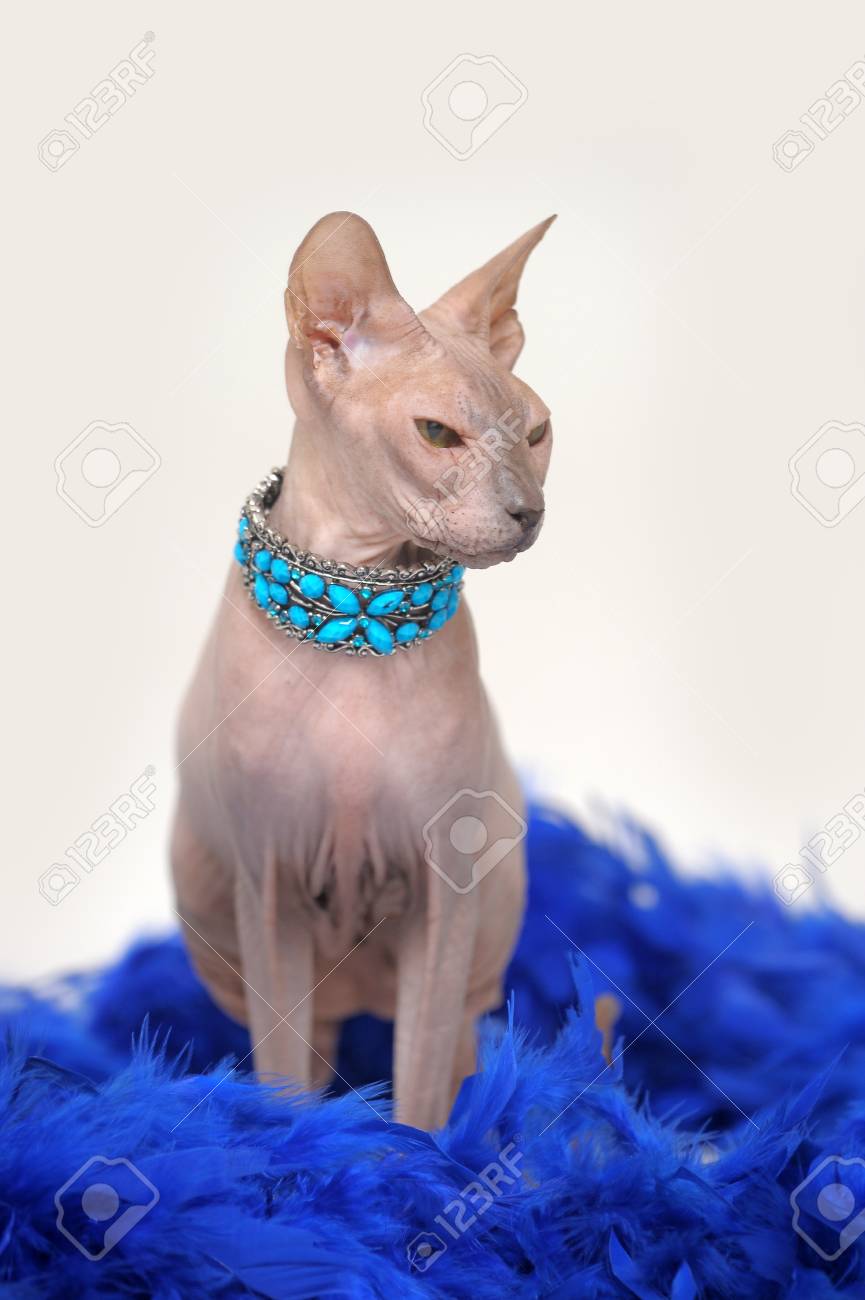 スフィンクス猫 の写真素材 画像素材 Image