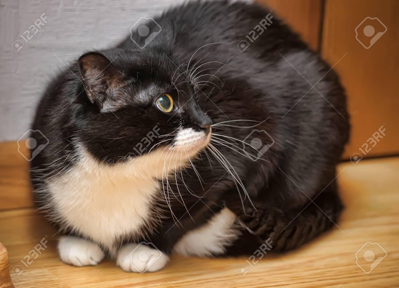 etiam-dictum-ipsum-a-felis