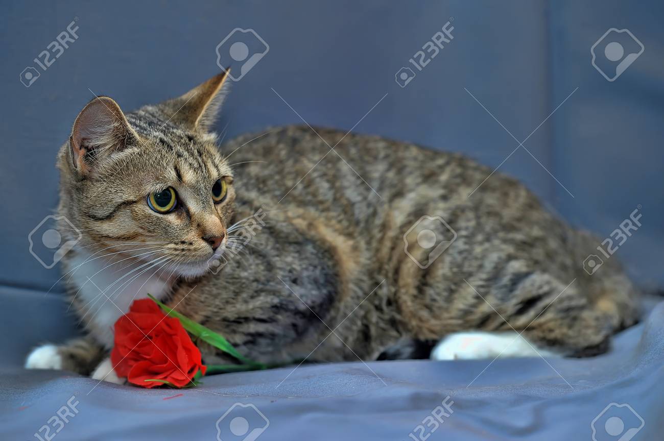 Europeenne Tigre Chat Banque D Images Et Photos Libres De Droits Image